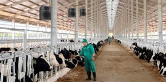 Lợi Ích Áp Dụng Hệ Thống Âm Thanh Trong Chăn Nuôi hệ thống âm thanh trong chăn nuôi